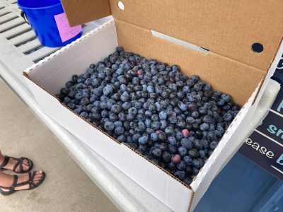 Picked Blueberries