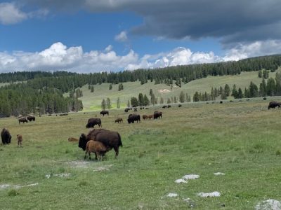 American Buffalo